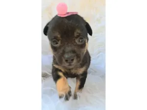Cachorro raça SRD-ViraLata idade 2 a 6 meses nome Frida