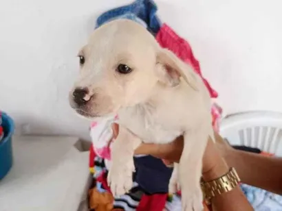 Cachorro raça SRD-ViraLata idade Abaixo de 2 meses nome Sem nome
