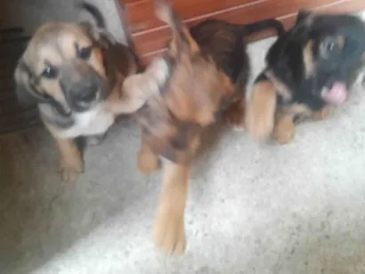 Cachorro raça SRD-ViraLata idade 2 a 6 meses nome Não  tem 