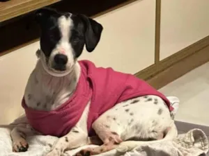 Cachorro raça SRD-ViraLata idade 2 a 6 meses nome Nala