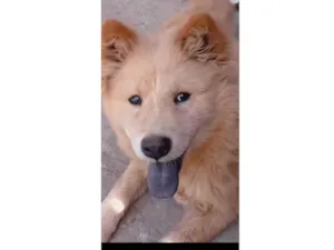 Cachorro raça Chow Chow idade 7 a 11 meses nome Filhote de chow chow macho 