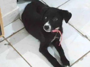 Cachorro raça SRD-ViraLata idade 2 a 6 meses nome Alice 