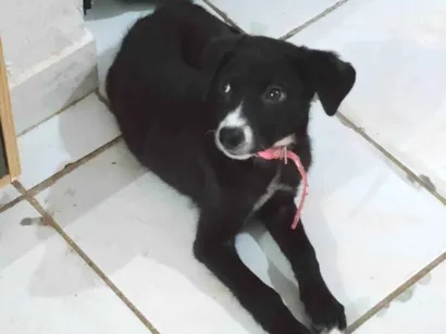 Cachorro raça SRD-ViraLata idade 2 a 6 meses nome Alice 