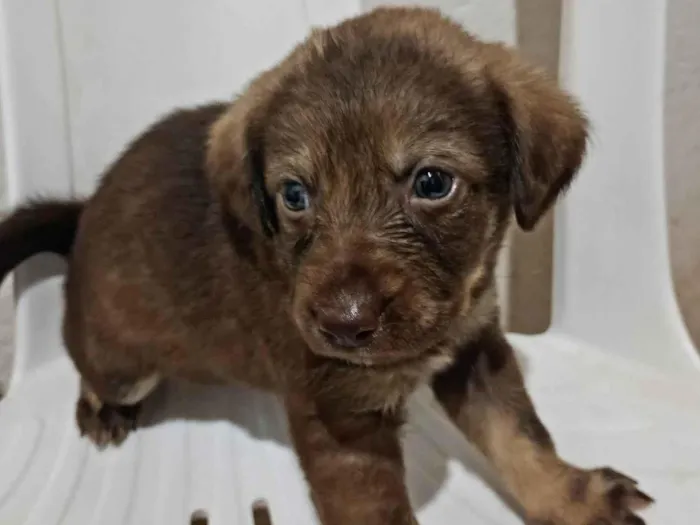 Cachorro raça SRD-ViraLata idade Abaixo de 2 meses nome Sara