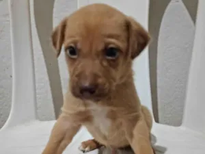 Cachorro raça SRD-ViraLata idade Abaixo de 2 meses nome Roger
