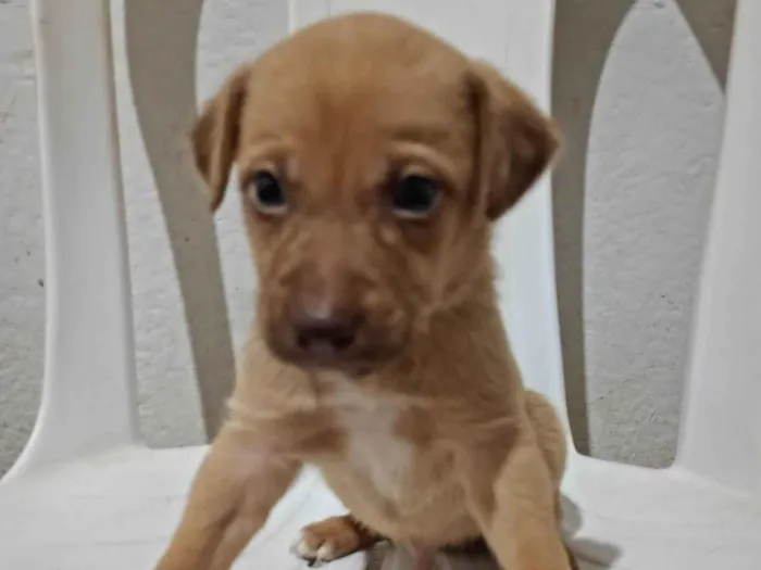 Cachorro ra a SRD-ViraLata idade Abaixo de 2 meses nome Roger