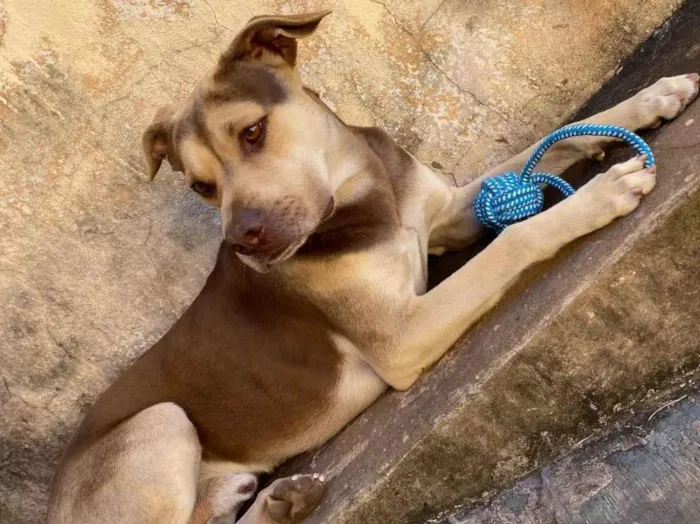 Cachorro ra a SRD-ViraLata idade 2 anos nome Luke 