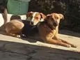 Amora e Pipoca
