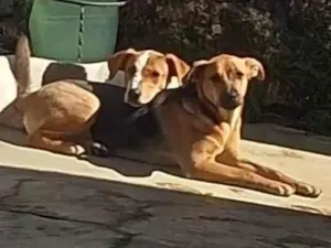 Cachorro raça SRD-ViraLata idade 1 ano nome Amora e Pipoca