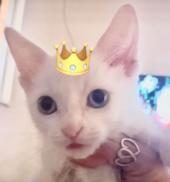 Gato ra a SRD-ViraLata idade 2 a 6 meses nome Ted 