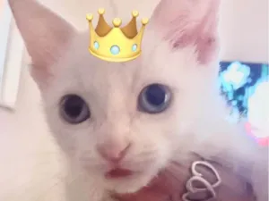 Gato raça SRD-ViraLata idade 2 a 6 meses nome Ted 