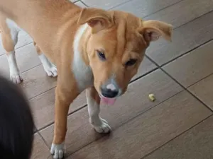 Cachorro raça Labrador idade 2 a 6 meses nome Sonik