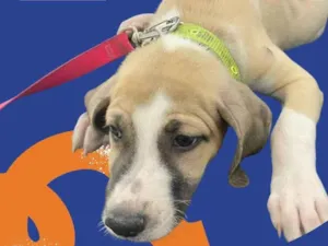 Cachorro raça SRD-ViraLata idade 2 a 6 meses nome Salgadinho 