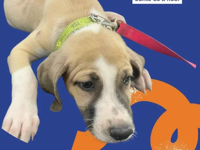 Cachorro raça SRD-ViraLata idade 2 a 6 meses nome Doro