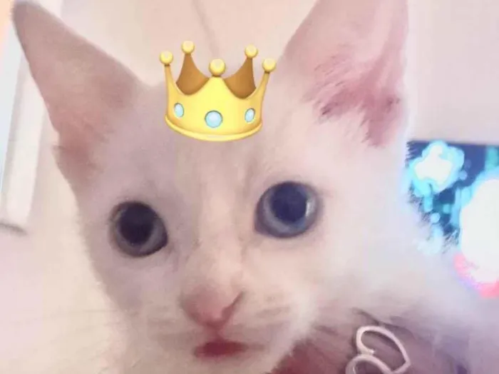 Gato ra a SRD-ViraLata idade 2 a 6 meses nome Ted 