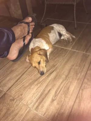 Cachorro raça Shitzu idade 2 a 6 meses nome Chico 