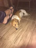 Chico