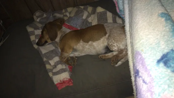 Cachorro ra a Shitzu idade 2 a 6 meses nome Chico 
