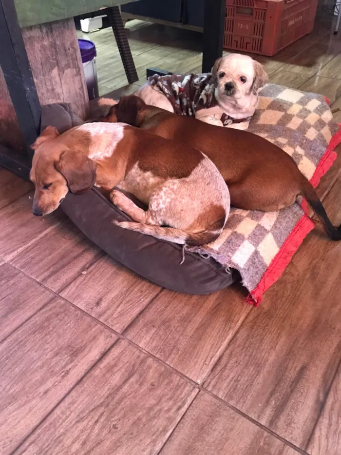 Cachorro ra a Shitzu idade 2 a 6 meses nome Chico 