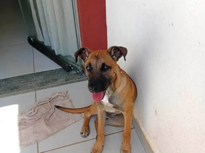 Cachorro raça SRD-ViraLata idade 2 a 6 meses nome Nina