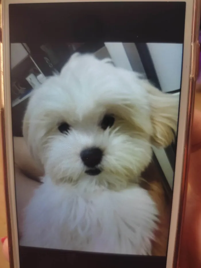 Cachorro ra a Lhasa Apso idade 1 ano nome Otávio 