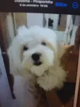 Otávio 