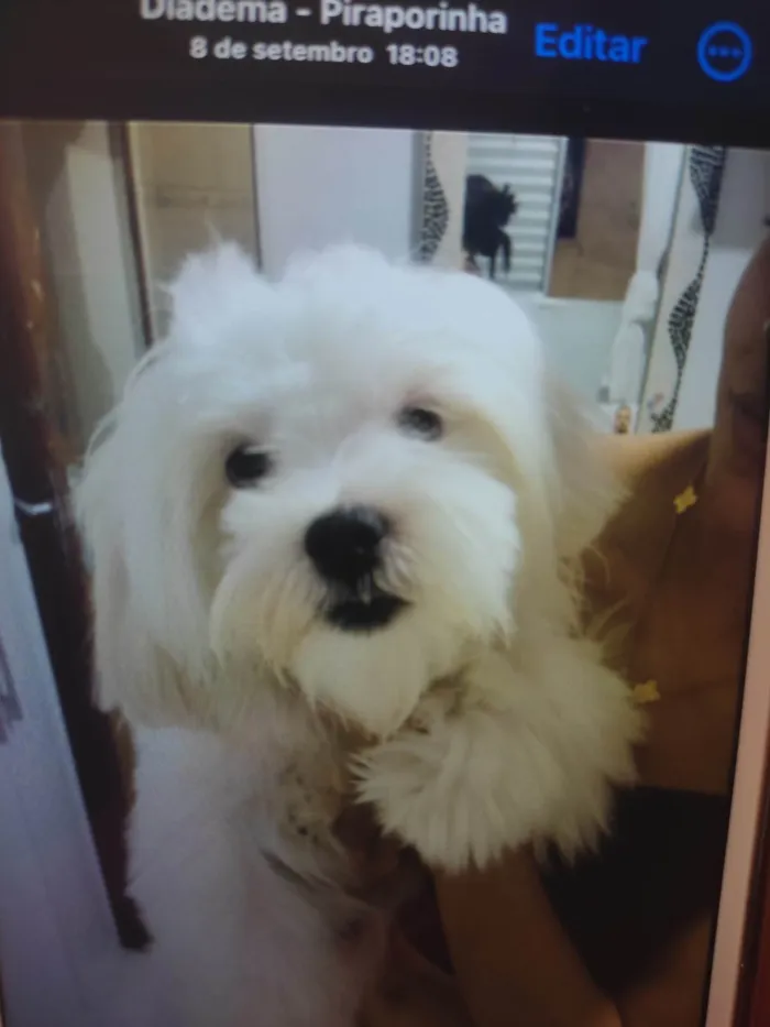 Cachorro ra a Lhasa Apso idade 1 ano nome Otávio 