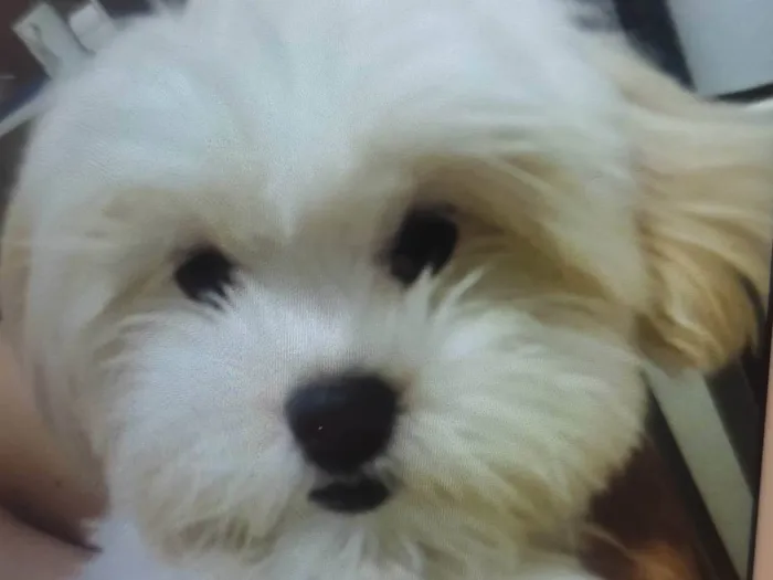 Cachorro ra a Lhasa Apso idade 1 ano nome Otávio 