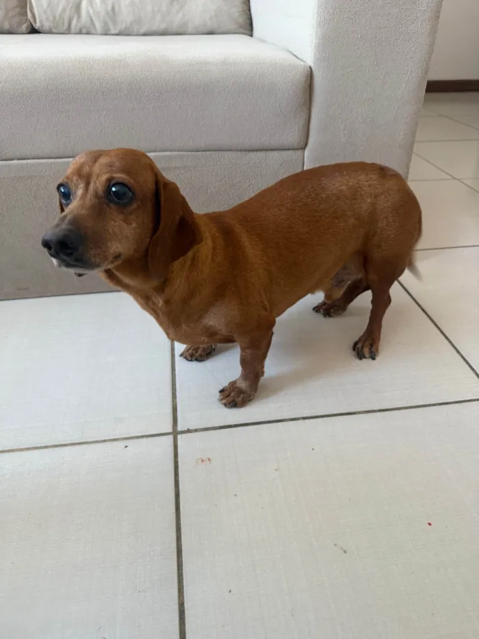 Cachorro ra a Basset-Cofap idade 6 ou mais anos nome Toddy