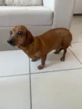 Toddy