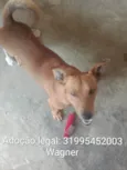 Caramelo