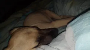 Cachorro raça Pit-Bull idade 2 a 6 meses nome Hércules 