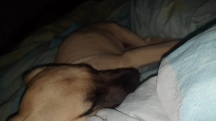 Cachorro ra a Pit-Bull idade 2 a 6 meses nome Hércules 
