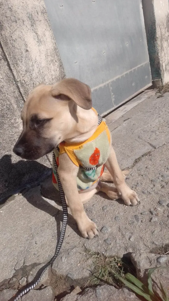 Cachorro ra a Pit-Bull idade 2 a 6 meses nome Hércules 