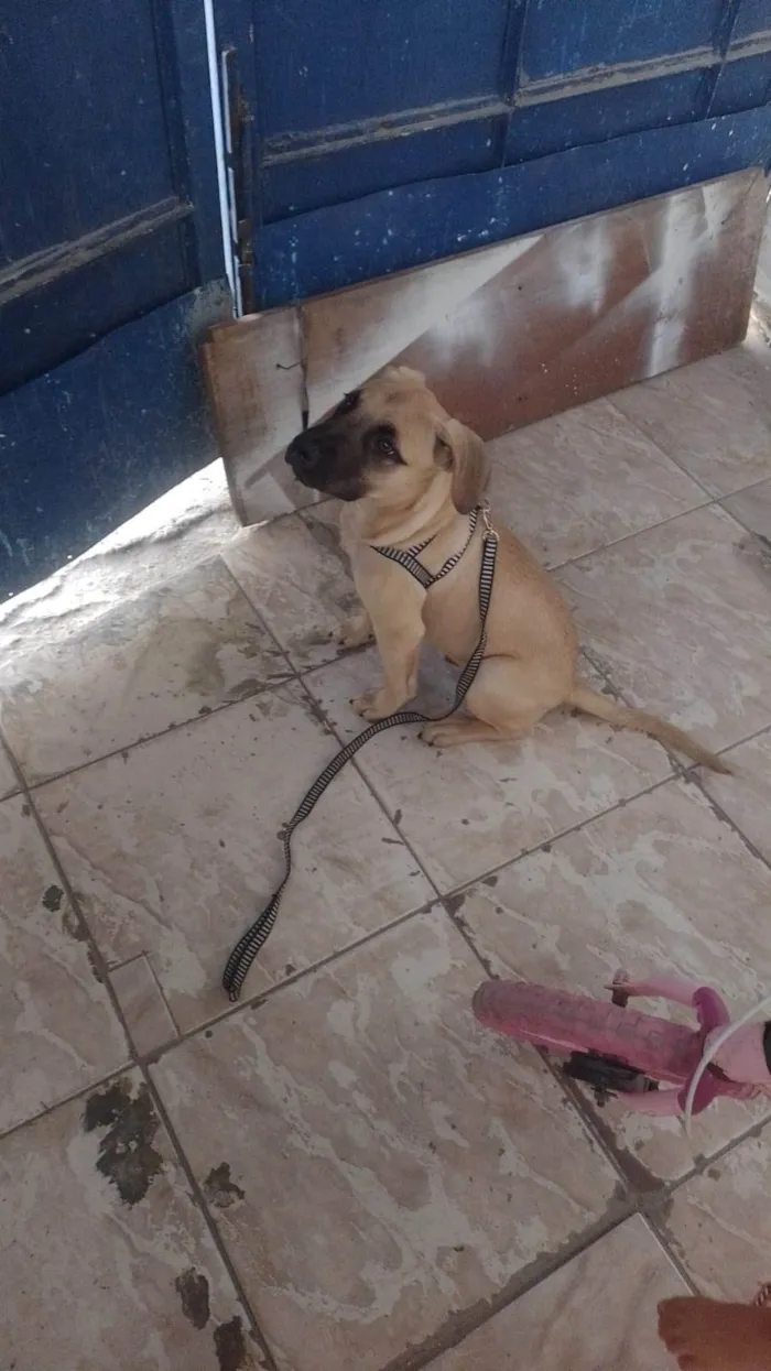Cachorro ra a Pit-Bull idade 2 a 6 meses nome Hércules 