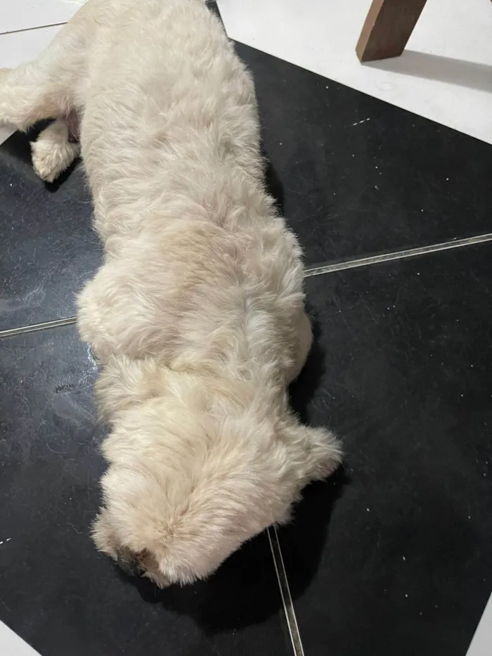 Cachorro ra a Shitzu idade 2 anos nome Mel