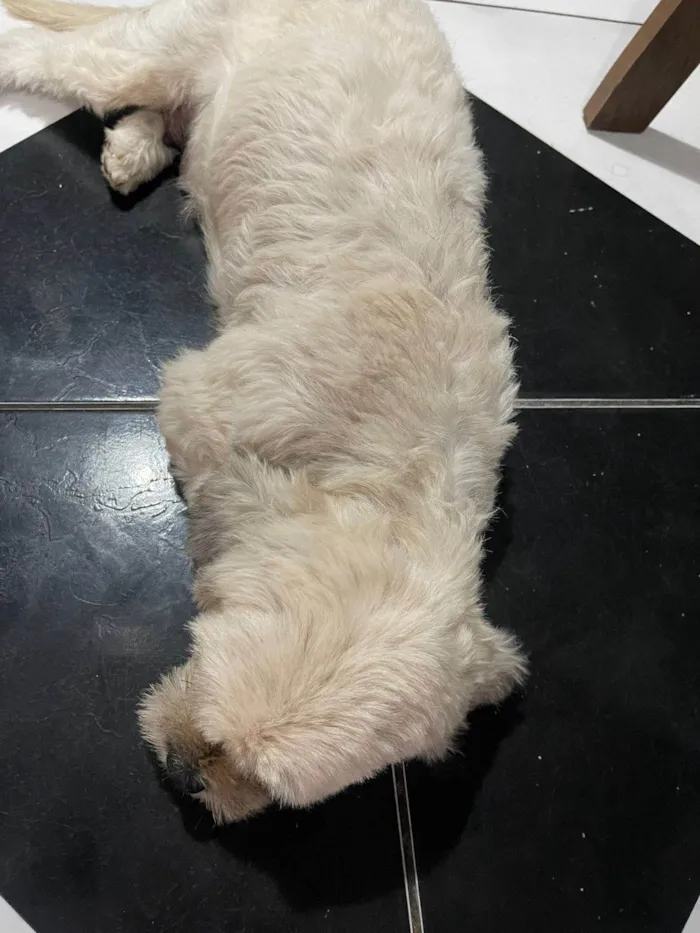 Cachorro ra a Shitzu idade 2 anos nome Mel