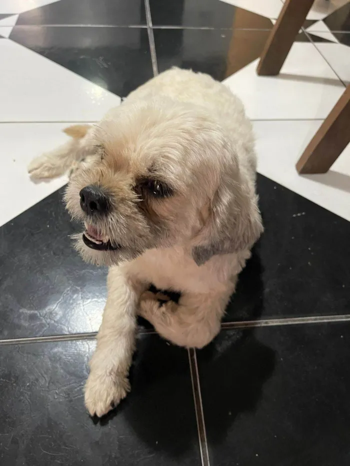 Cachorro ra a Shitzu idade 2 anos nome Mel