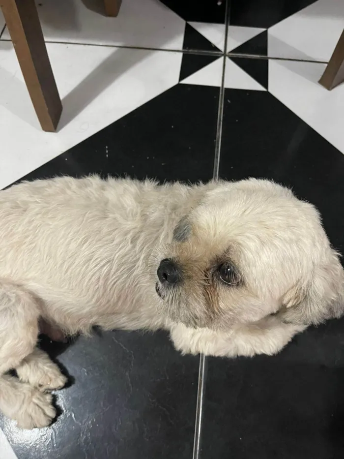 Cachorro ra a Shitzu idade 2 anos nome Mel