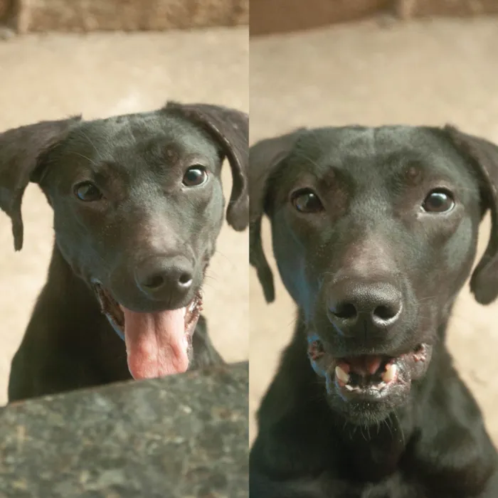 Cachorro ra a Vira lata  idade 2 a 6 meses nome Nenhum 