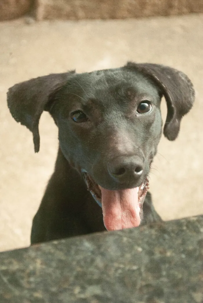 Cachorro ra a Vira lata  idade 2 a 6 meses nome Nenhum 