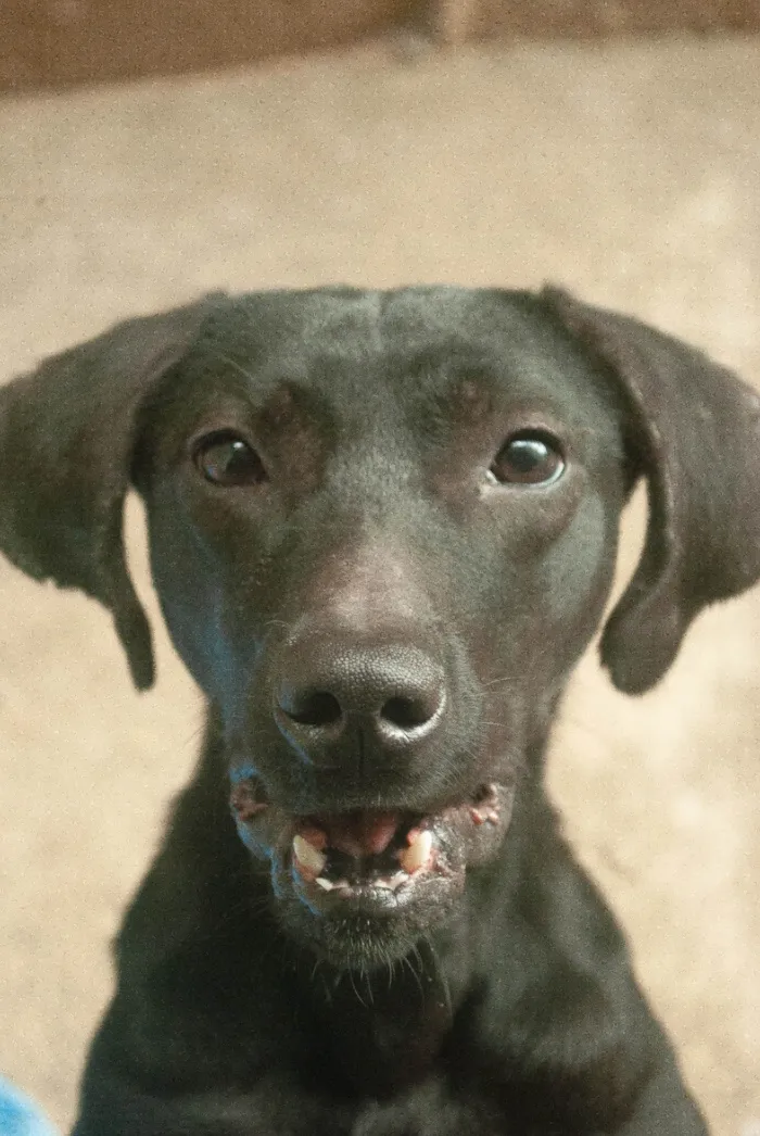 Cachorro ra a Vira lata  idade 2 a 6 meses nome Nenhum 