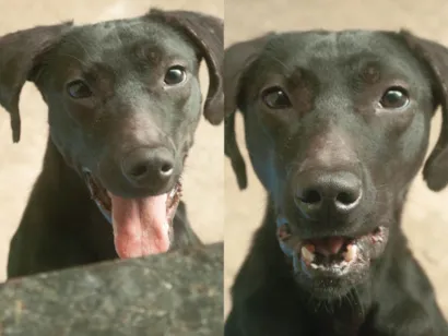 Cachorro raça Vira lata  idade 2 a 6 meses nome Nenhum 