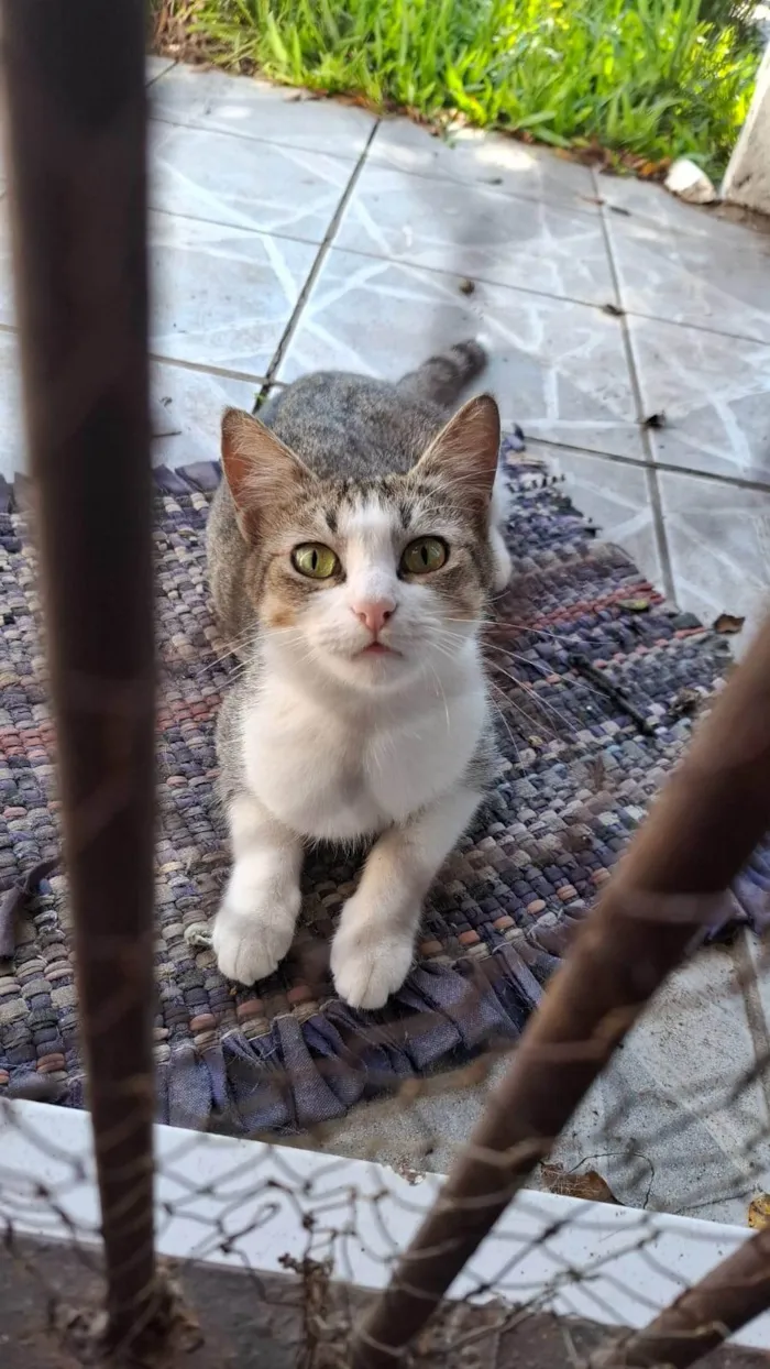 Cachorro ra a SRD-ViraLata idade 2 anos nome Marry