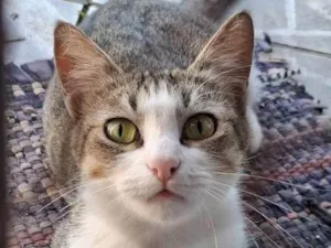 Cachorro raça SRD-ViraLata idade 2 anos nome Marry