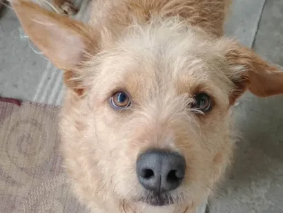 Cachorro raça SRD-ViraLata idade 2 anos nome Alemao Fofo