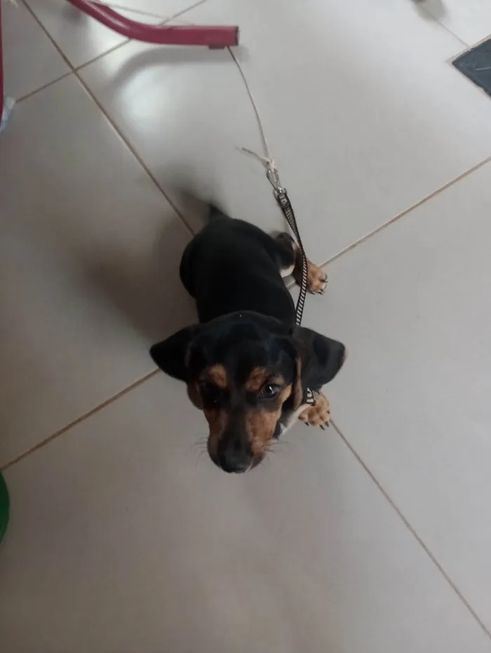 Cachorro ra a Basset-Cofap idade 2 a 6 meses nome Thor 