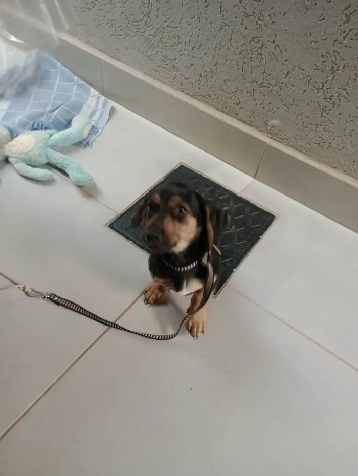 Cachorro ra a Basset-Cofap idade 2 a 6 meses nome Thor 
