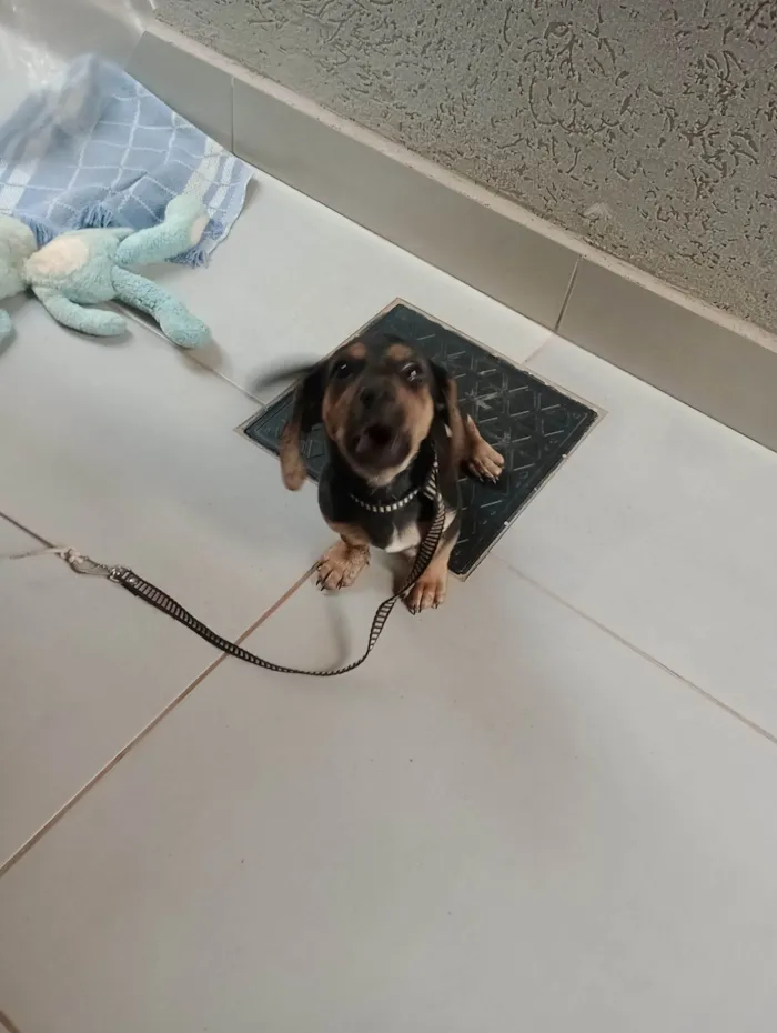 Cachorro ra a Basset-Cofap idade 2 a 6 meses nome Thor 