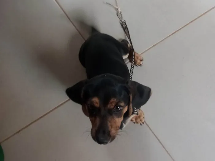 Cachorro ra a Basset-Cofap idade 2 a 6 meses nome Thor 